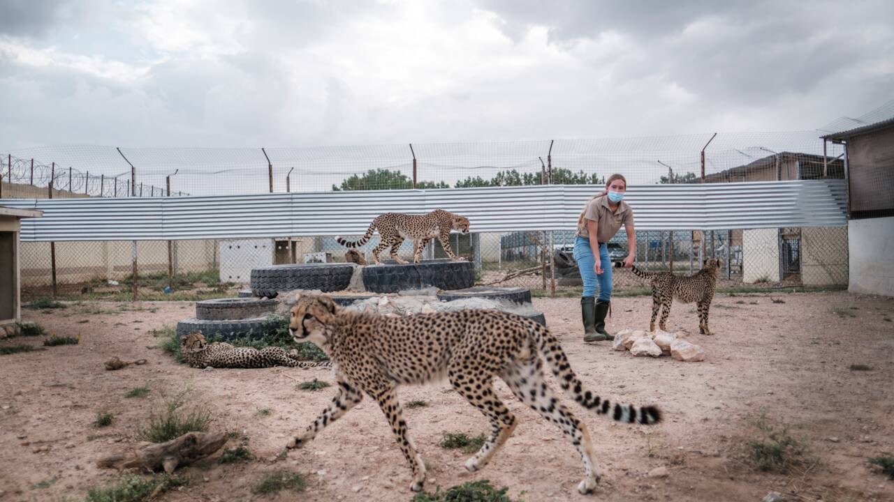 Le Somaliland, plaque-tournante du trafic de bébés guépards