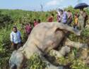Craintes pour les éléphants du Bangladesh après la mort d'au moins quatre d'entre eux
