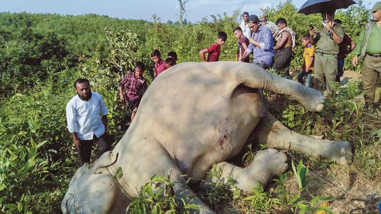 Craintes pour les éléphants du Bangladesh après la mort d'au moins quatre d'entre eux