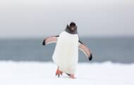 El pingüino Adelia fue descubierto en la Antártida en Nueva Zelanda, a 3.000 km de casa