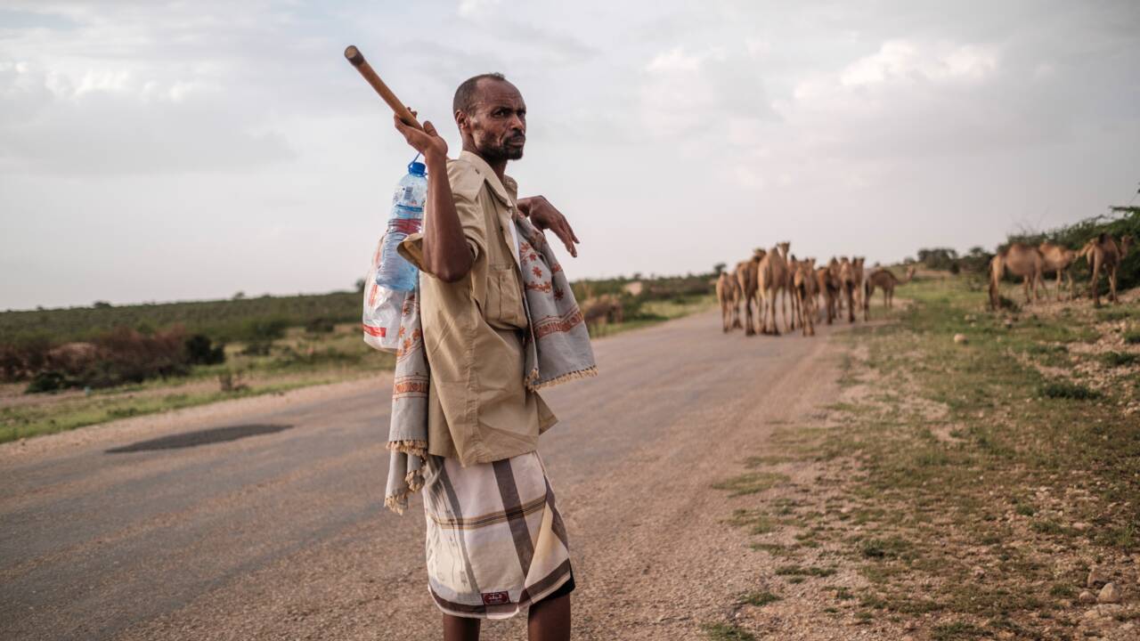 Lait, viande et pouvoir : en Somalie, "le dromadaire est roi"