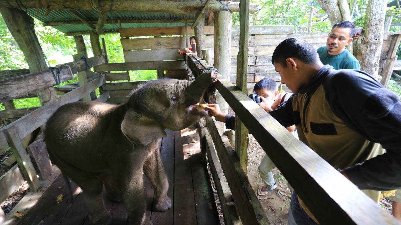 Un éléphanteau meurt après une blessure à la trompe dans un piège en Indonésie