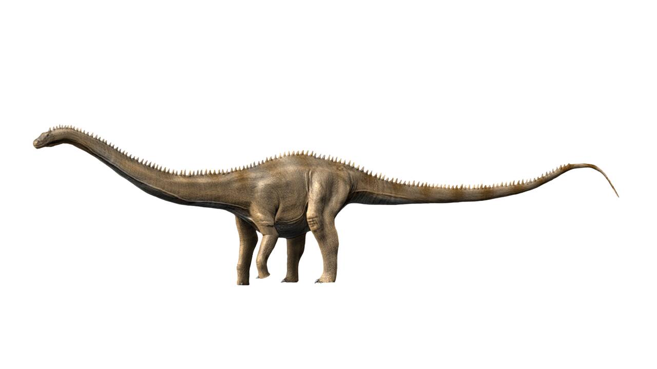 Supersaurus serait le plus long dinosaure qui ait jamais vécu
