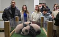 Baby pandas from Beauval named Yuandudu and Juanlili in the presence of Mbappe.