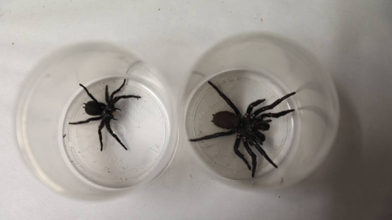 Un zoo australien recueille un "méga" spécimen de l'une des araignées les plus dangereuses