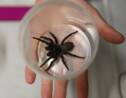 Un zoo australien recueille un "méga" spécimen de l'une des araignées les plus dangereuses