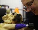 Russie: un vétérinaire pose quatre pattes artificielles à une chienne maltraitée