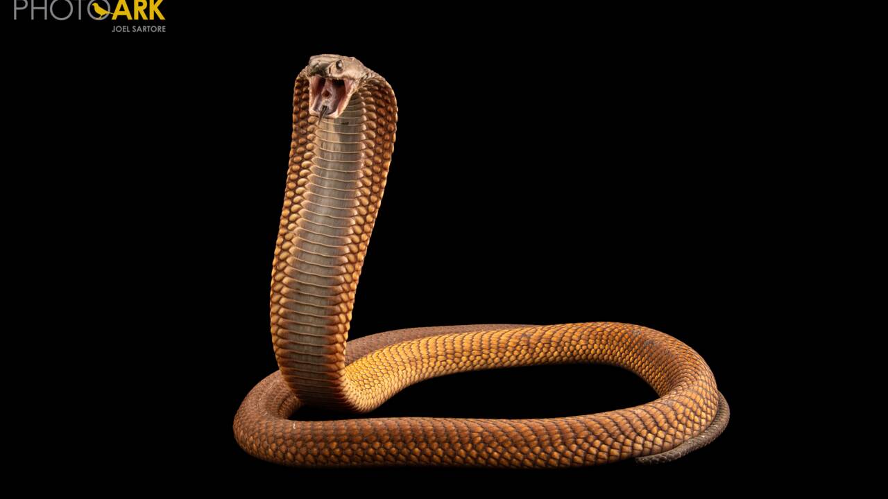 Un cobra devient le 12 000e animal de l'arche photographique de Joel Sartore
