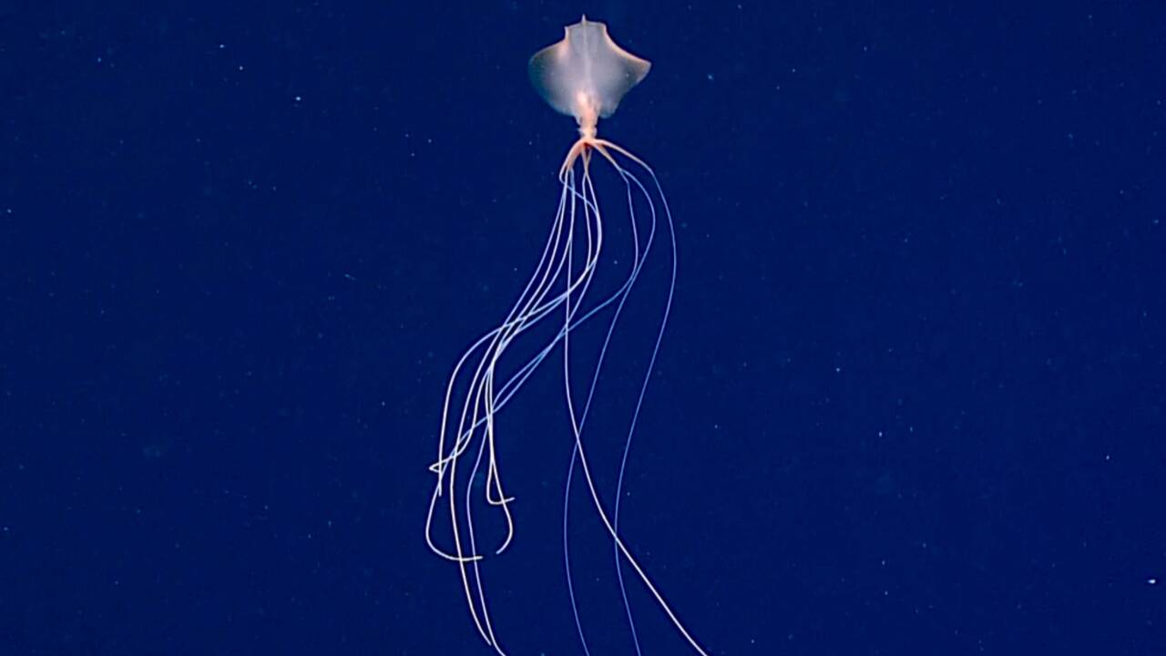 Une rare vidéo d'un calmar à longs bras capturée par une expédition sous-marine