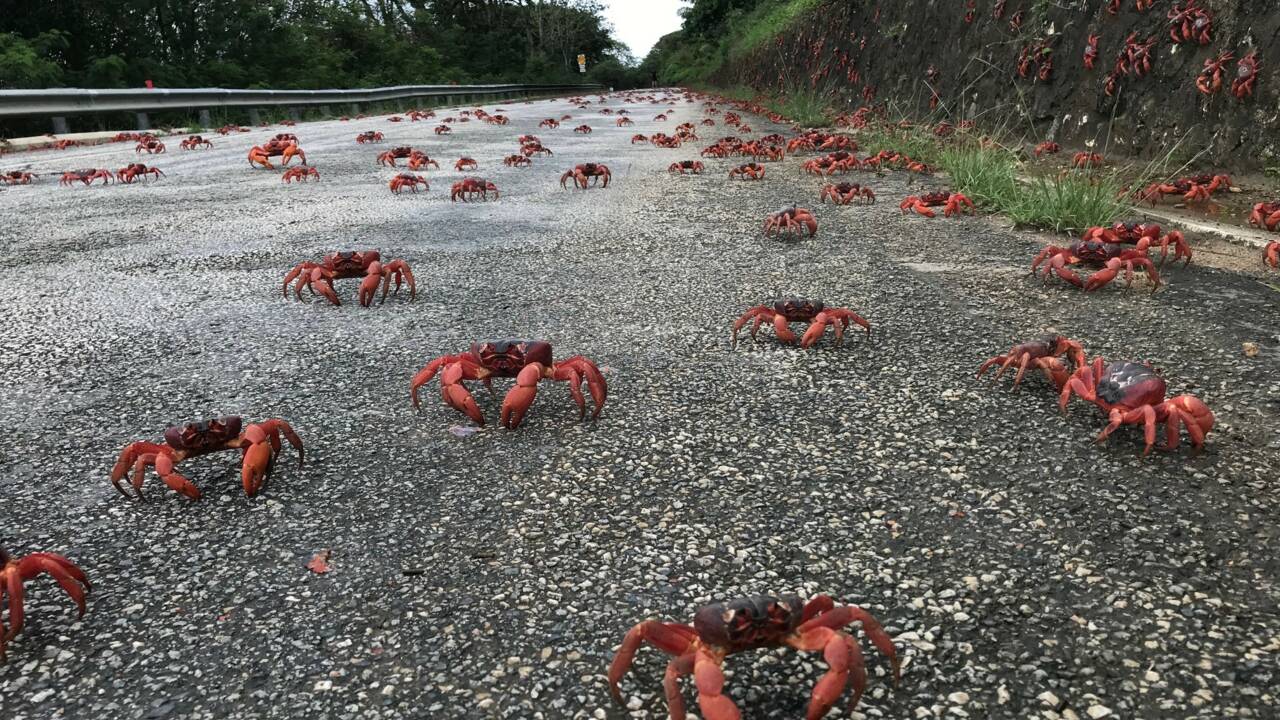 Australie : l'impressionnante migration des crabes rouges a commencé sur l'île Christmas 