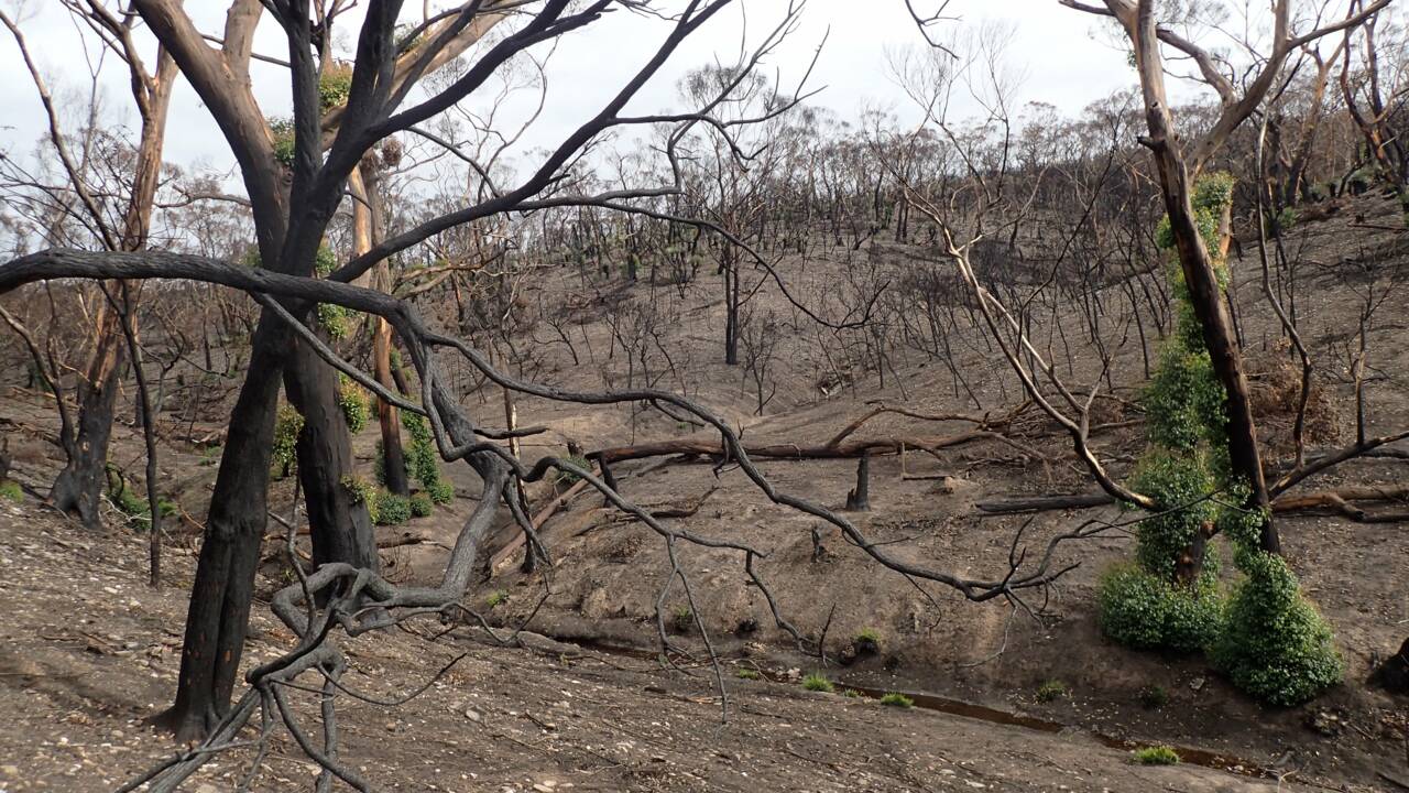 Australie : des araignées supposées disparues à cause des incendies retrouvées sur une île