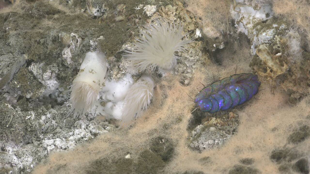 Des cheminées hydrothermales et des vers irisés observés dans les profondeurs du golfe de Californie