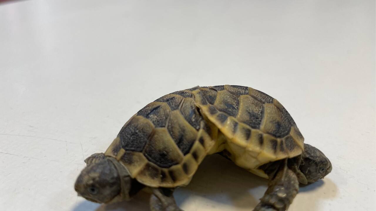 De rares tortues siamoises découvertes en Turquie