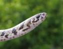 Une nouvelle espèce de serpent identifiée en Inde grâce à Instagram