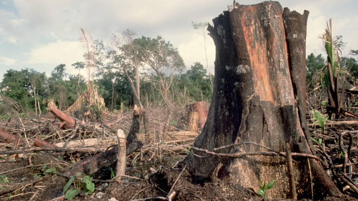 La déforestation importée, une priorité pour la France durant sa présidence de l'Union européenne