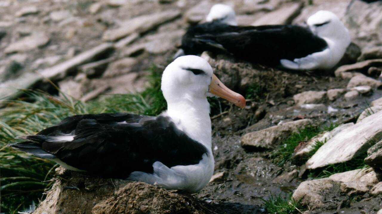 Le changement climatique pousserait les couples d'albatros à se séparer davantage