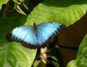 Une nouvelle étude montre l'évolution des techniques de vol chez les papillons