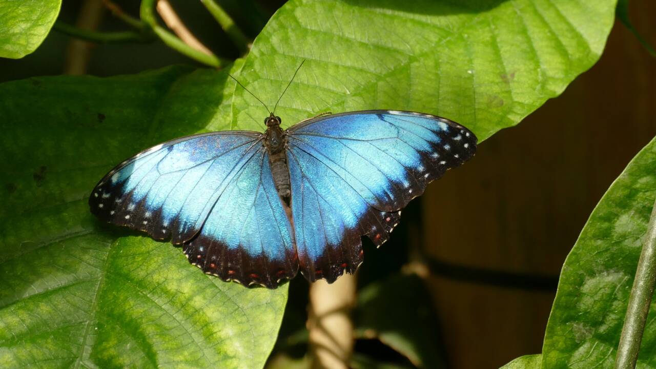 Une nouvelle étude montre l'évolution des techniques de vol chez les papillons