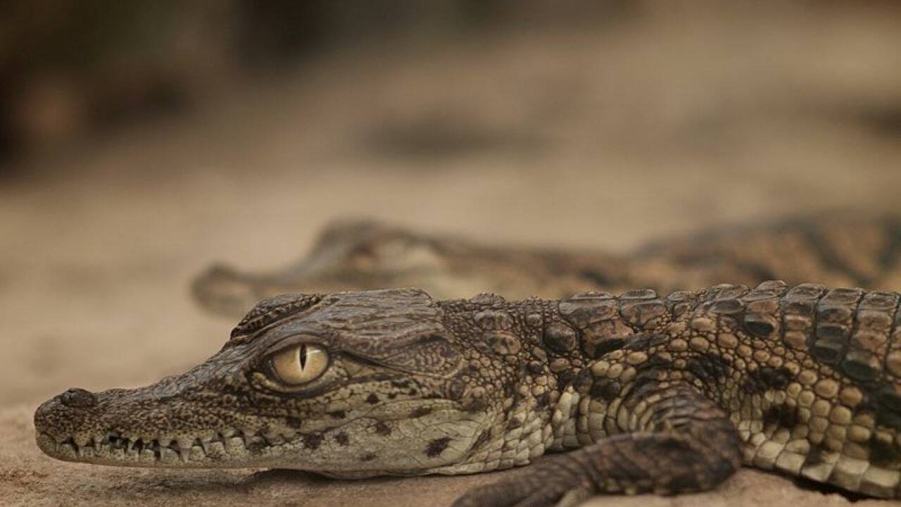 Tout ce qu'il faut savoir sur le bébé crocodile