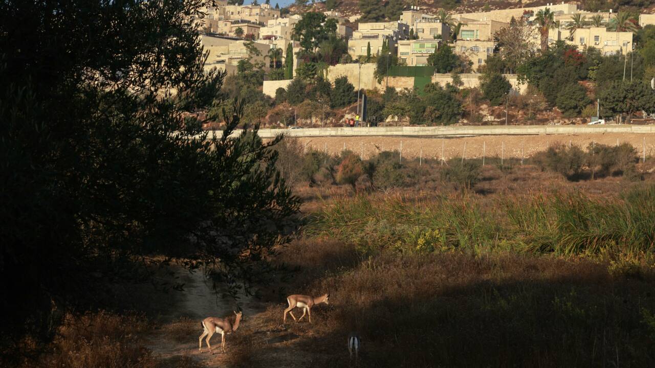 A Jérusalem, un parc de protection des gazelles en pleine ville