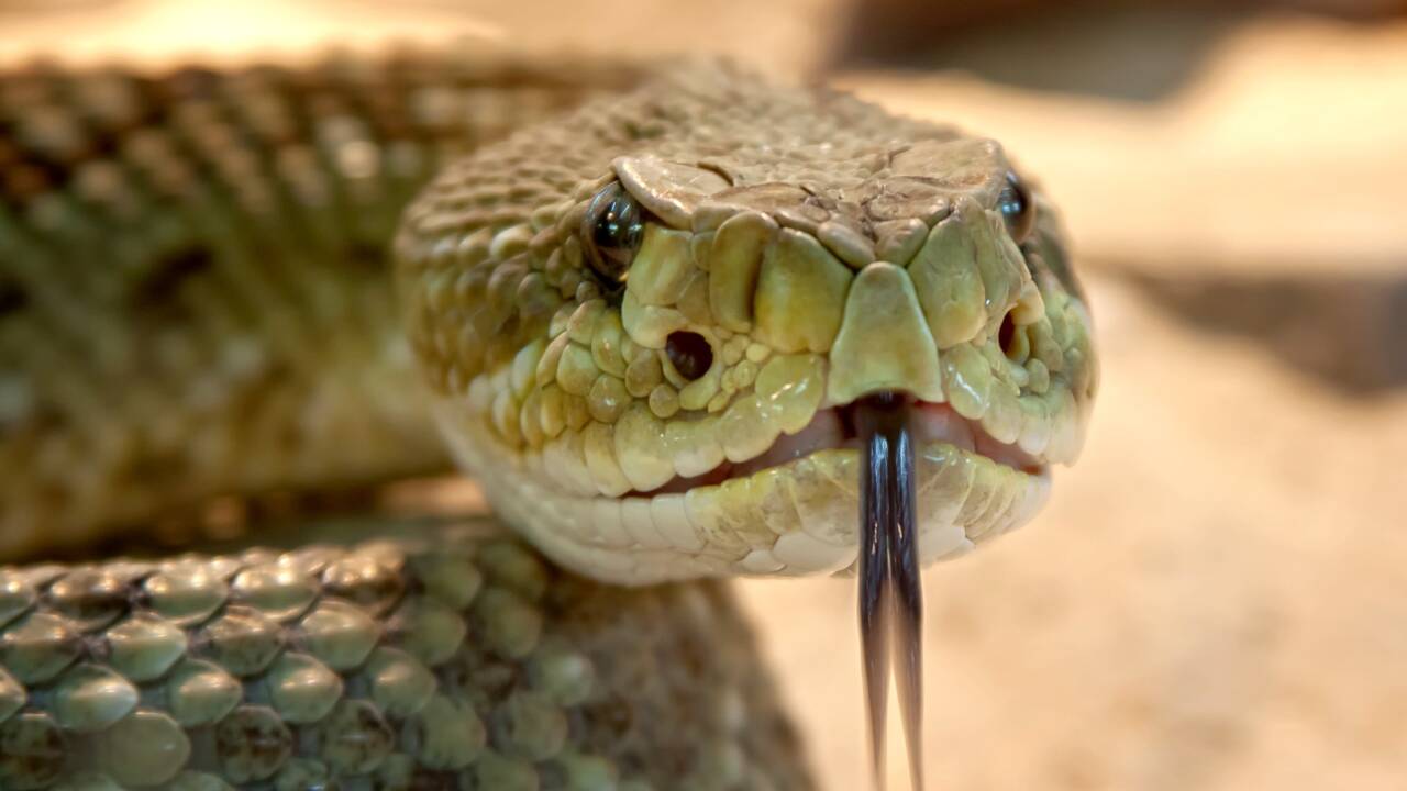 En Thaïlande, un serpent à fourrure intrigue les scientifiques