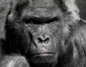 Les zoos européens envisagent d'euthanasier des gorilles mâles pour éviter la surpopulation
