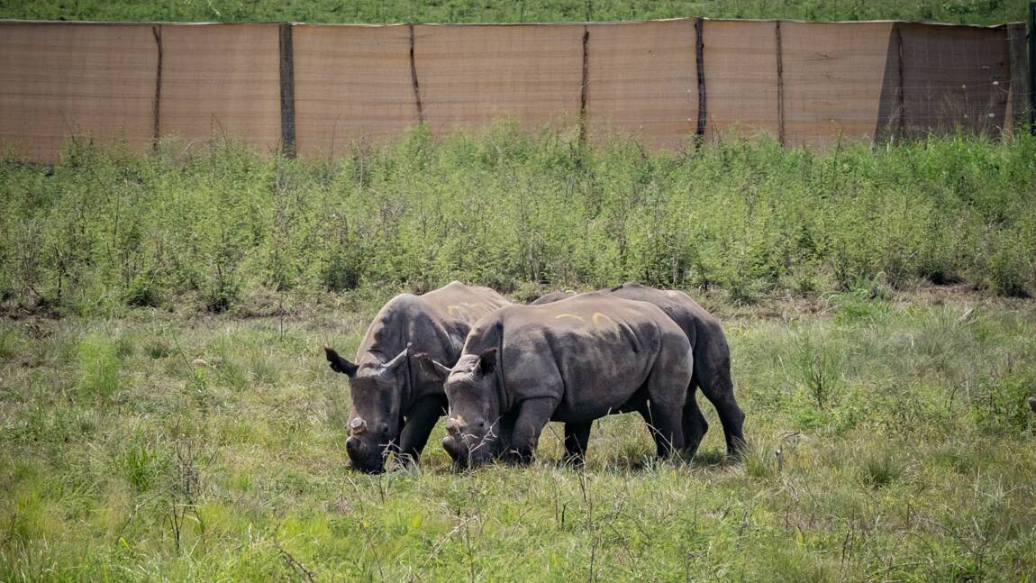 Trente rhinocéros blancs prennent l'avion pour se rendre au Rwanda