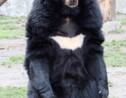 Pourquoi l'ours noir d'Asie est-il chassé et menacé ?