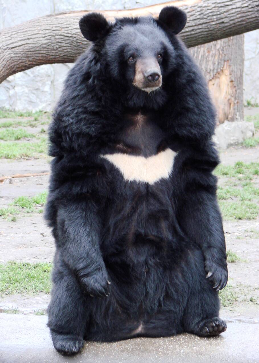 Pourquoi l'ours noir d'Asie est-il chassé et menacé ?