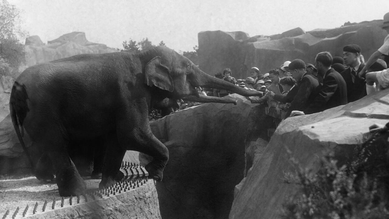 Quand le "zoo de Vincennes" ouvrait ses portes aux Parisiens en 1934 