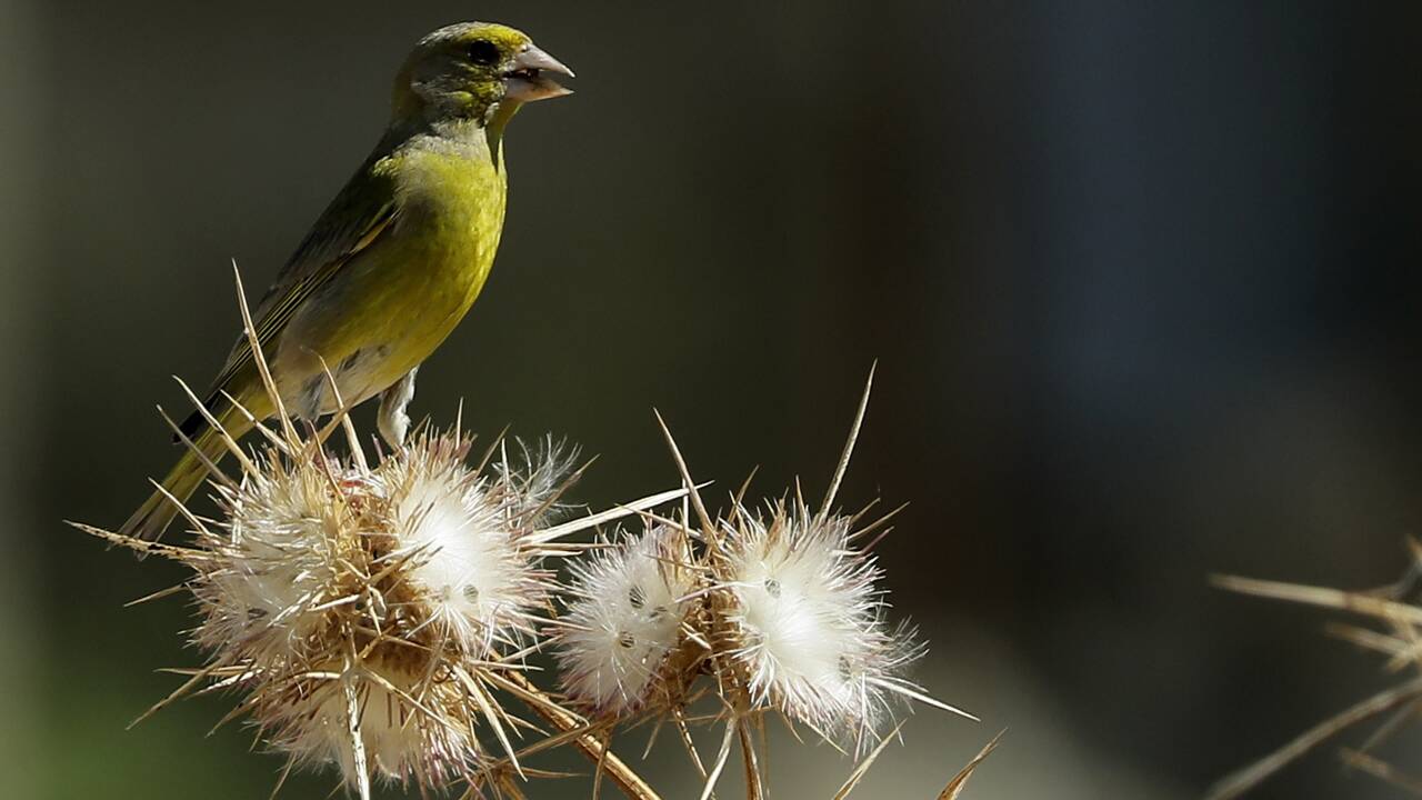 Au Royaume-Uni, presque 30 % des espèces d'oiseaux sont menacées 