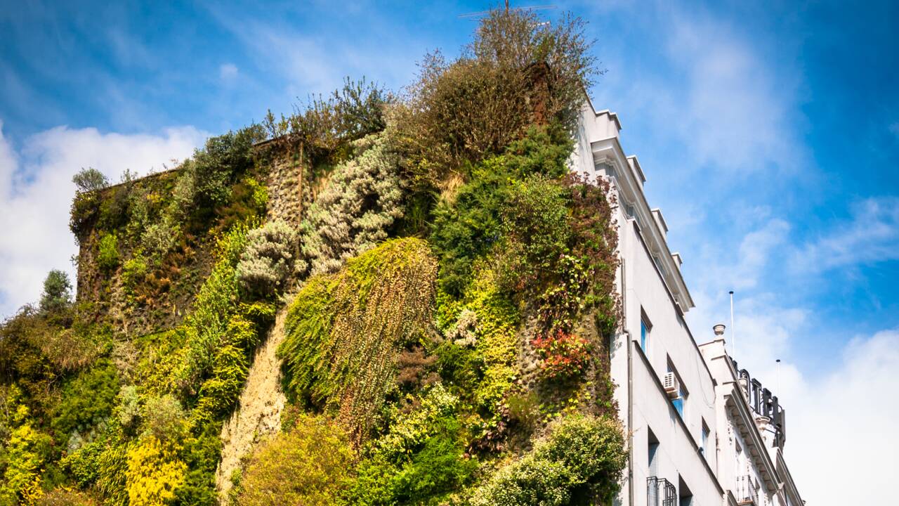 Les murs végétaux pourraient aider à réduire la perte de chaleur des bâtiments de plus de 30%