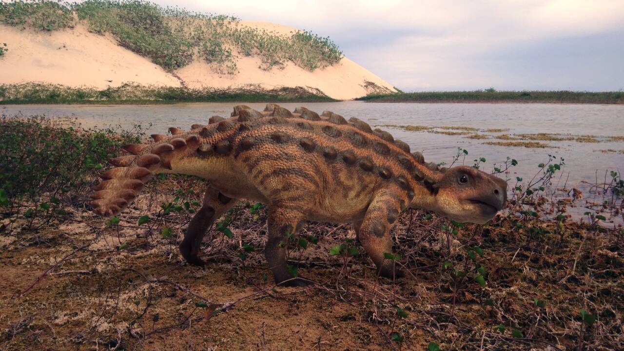 Un ankylosaure découvert au Chili révèle une étrange queue encore jamais observée