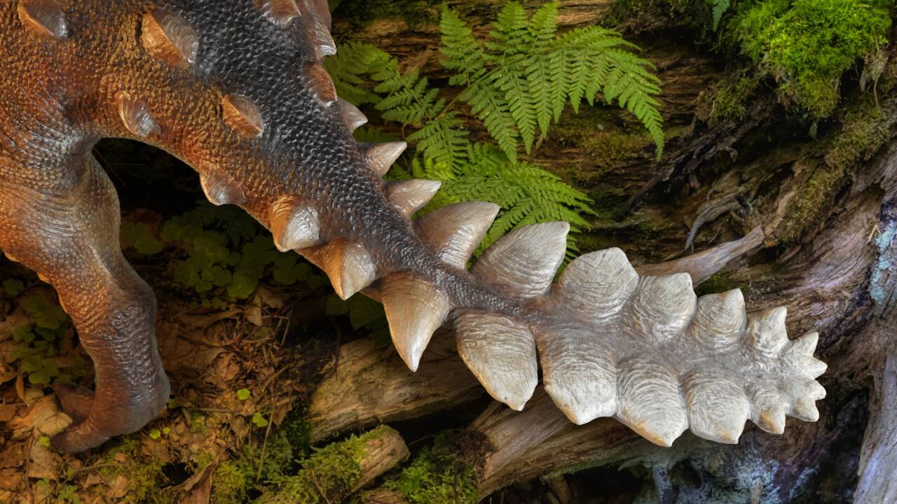 Un ankylosaure découvert au Chili révèle une étrange queue encore jamais observée