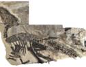 Un trésor exceptionnel de 11 fossiles de dinosaures découvert en Italie