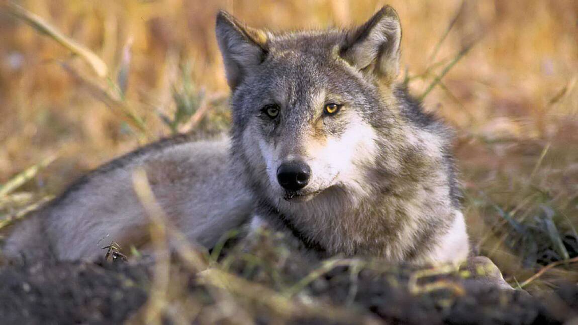 En Haute-Vienne, premières observations d'un loup depuis plus d'un siècle