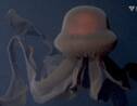 Une rare et impressionnante méduse filmée dans les profondeurs du golfe de Californie 