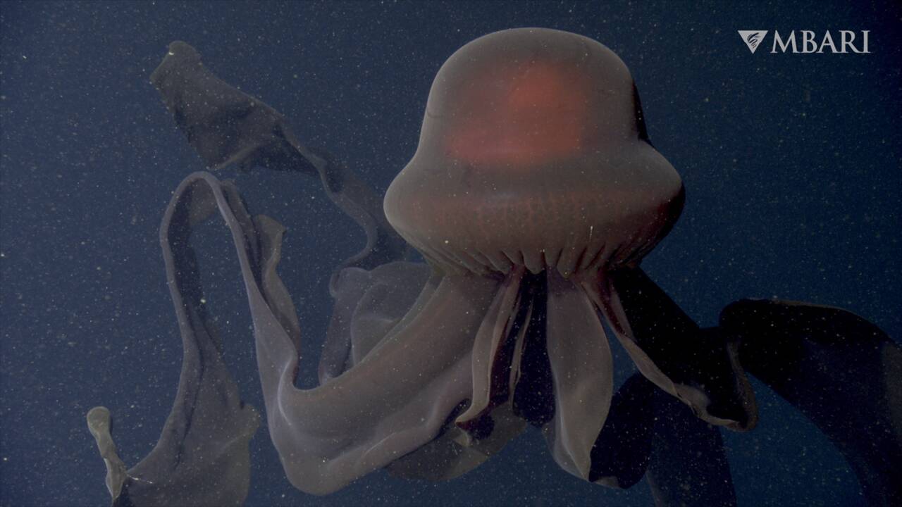 Une rare et impressionnante méduse filmée dans les profondeurs du golfe de Californie 