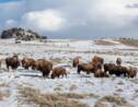 Pourquoi des centaines de bisons du parc national de Yellowstone vont être abattus
