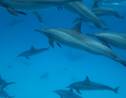 Pour mieux protéger les dauphins, Sea Shepherd et France Nature Environnement attaquent le gouvernement