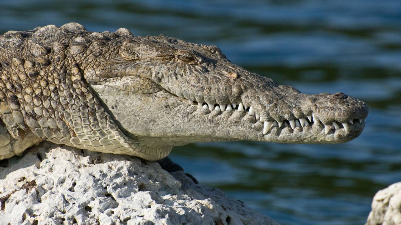 Tout savoir sur le crocodile américain