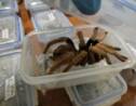 Colombie : deux voyageurs arrêtés avec 300 araignées, scorpions et blattes géantes dans leur valise
