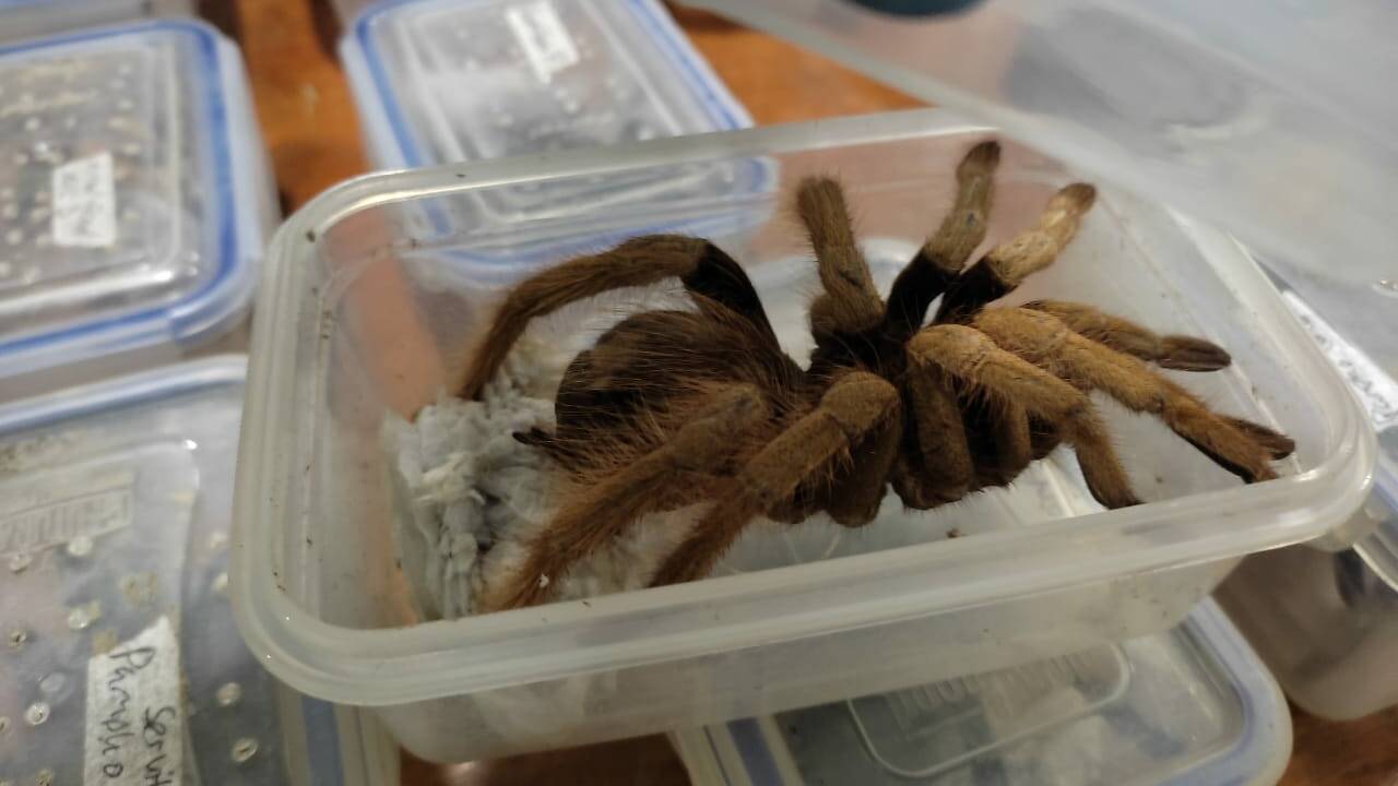 Colombie : deux voyageurs arrêtés avec 300 araignées, scorpions et blattes géantes dans leur valise