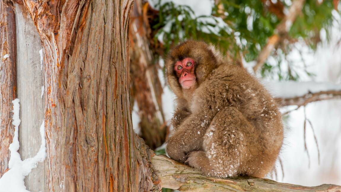 Au Japon, les macaques se mettent à pêcher pour survivre aux rudes conditions de l'hiver 
