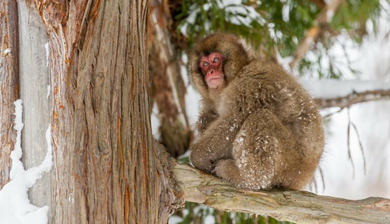 Au Japon, les macaques se mettent à pêcher pour survivre aux rudes  conditions de l'hiver - Geo.fr