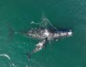 Une baleine franche empêtrée dans un cordage a donné naissance au large de la Géorgie