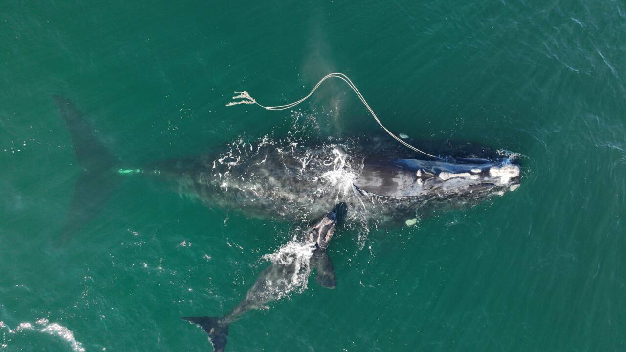 Une baleine franche empêtrée dans un cordage a donné naissance au large de la Géorgie