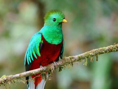 Découvrez en images les plus beaux oiseaux du monde