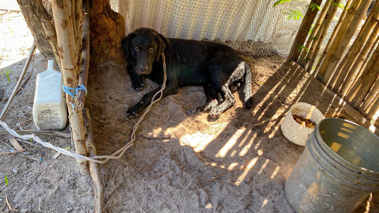 Mexique : un chien et un jaguar sauvés après être tombés dans un puits