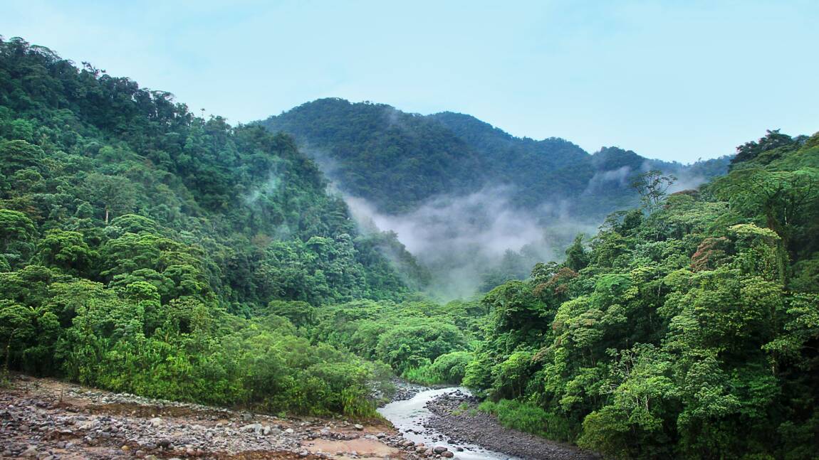 Les forêts tropicales peuvent se régénérer en 20 ans sans intervention humaine